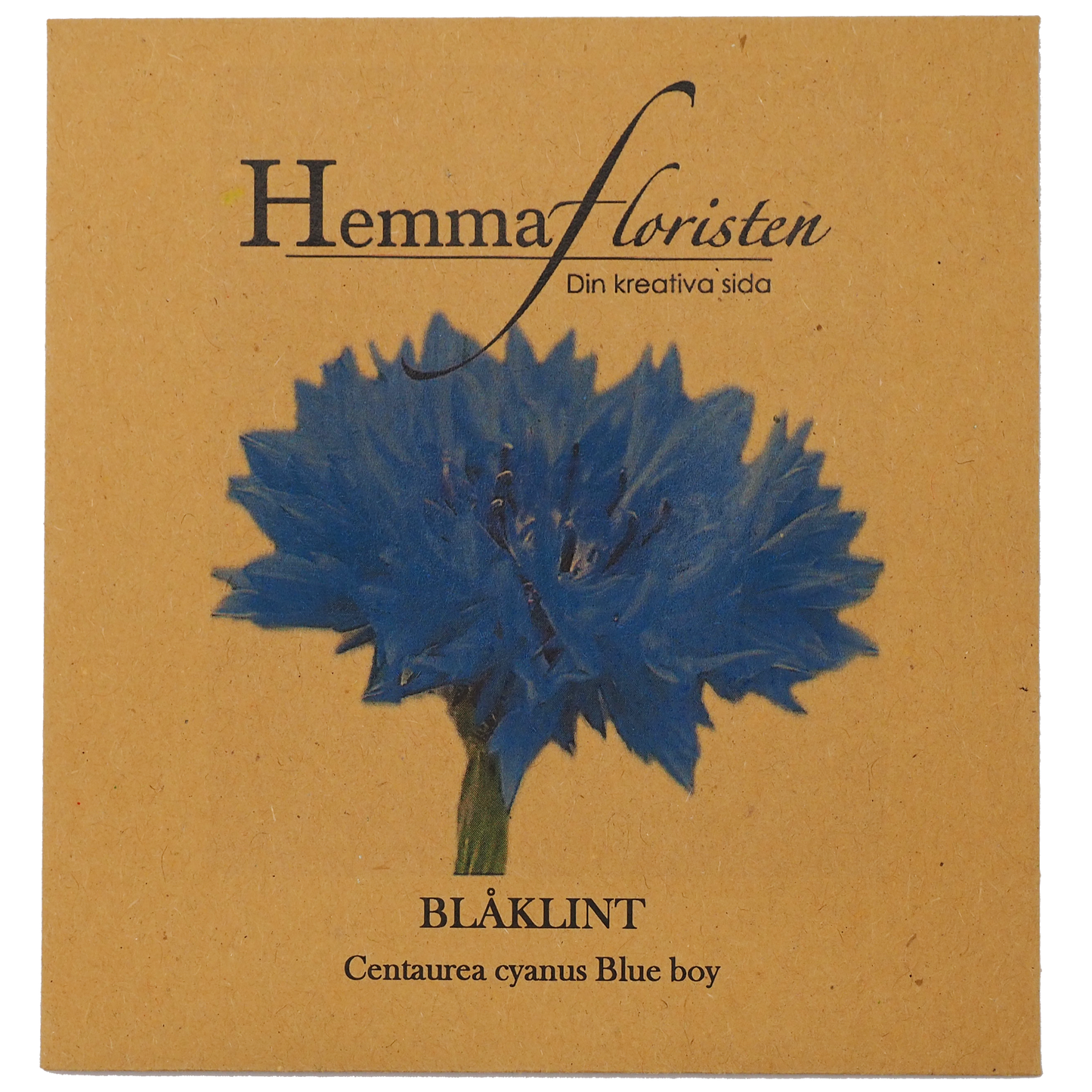 Blåklint Blue Boy