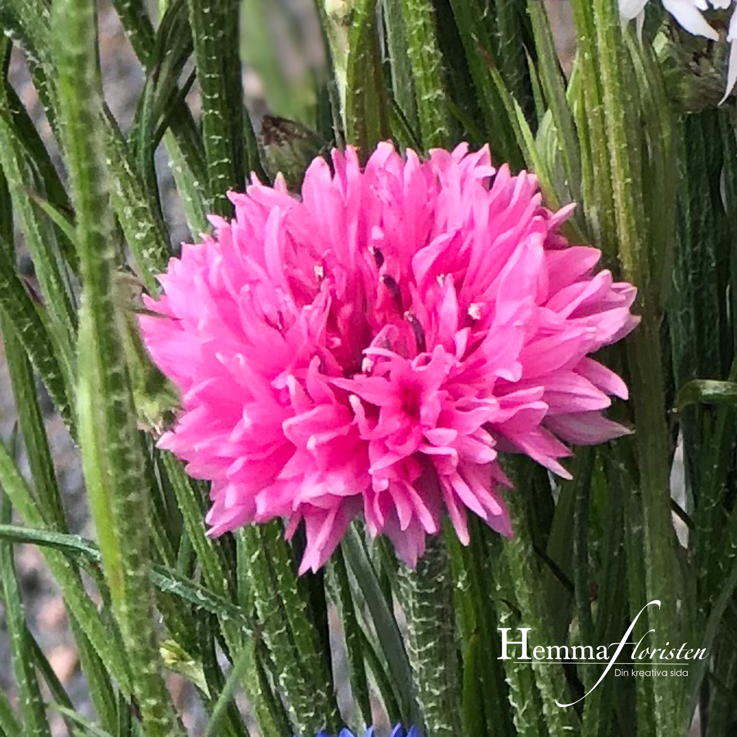 Kornblomst pink