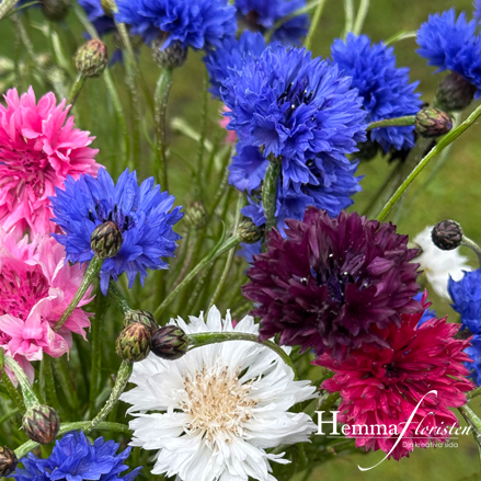 Kornblomst blanding