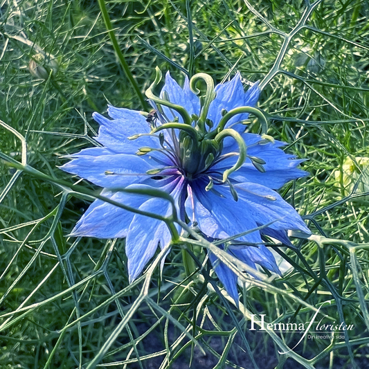 Jungfrun i det gröna blå