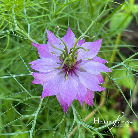 Jungfrun i det gröna, Rosa