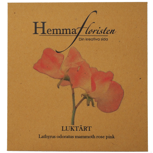 Sweet Pea - Mammoth rosa pink