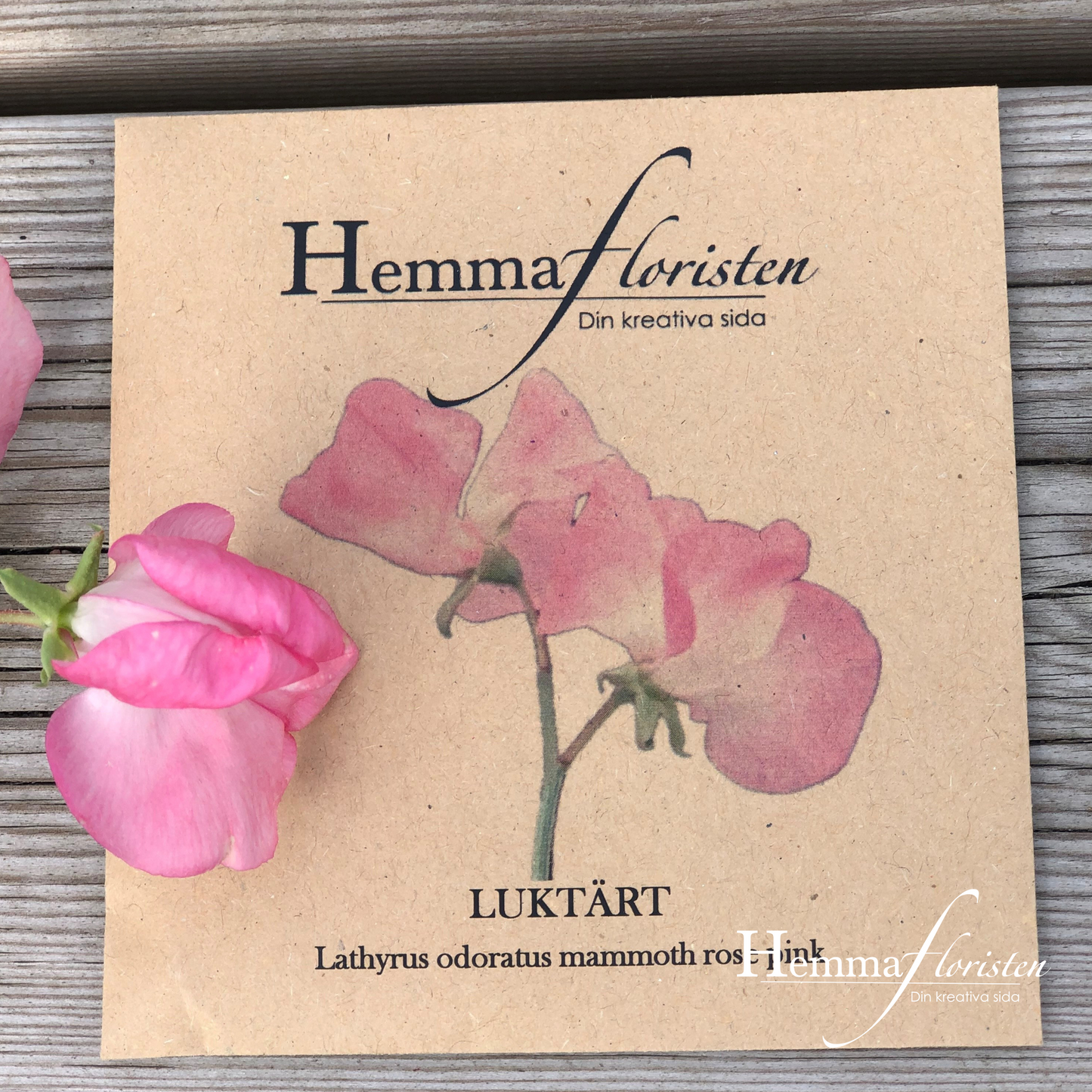 Luktärt - Mammoth rose pink
