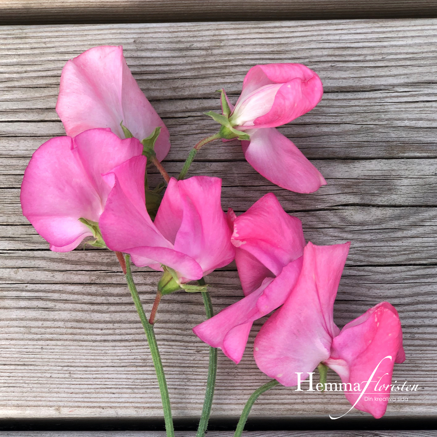 Luktärt - Mammoth rose pink