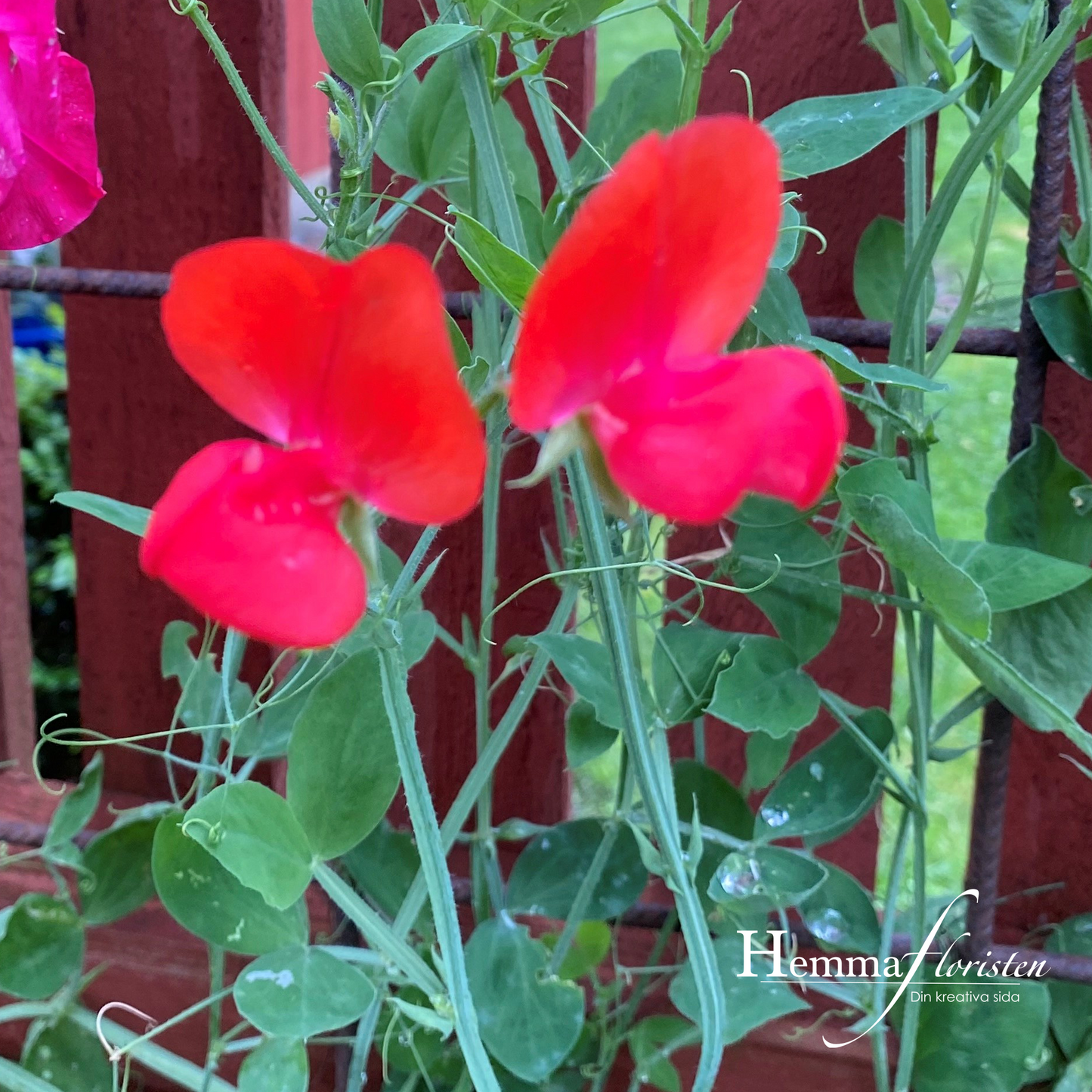 Luktärt - Elegance scarlet