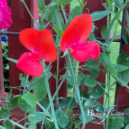 Sweet Pea - Elegance skarlagen