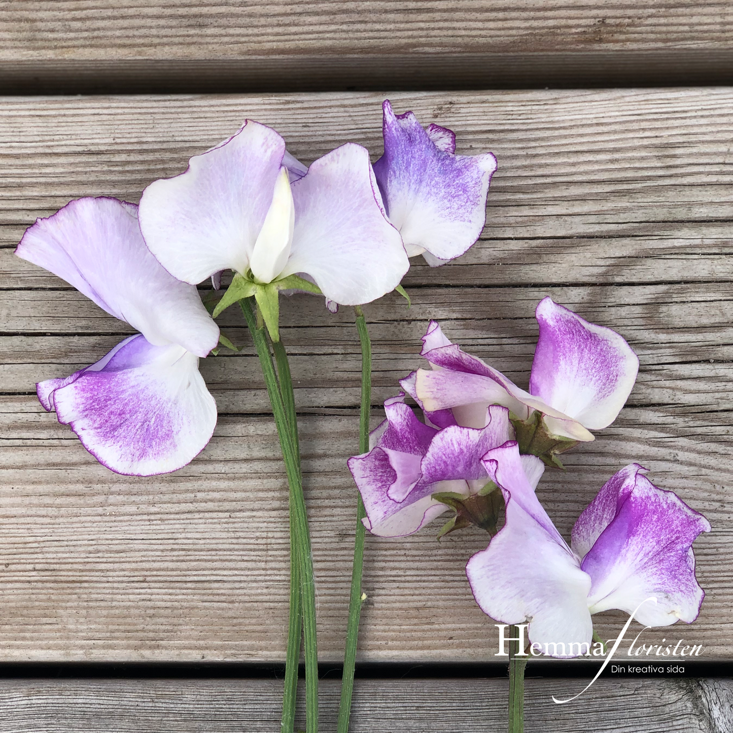 Sweet Pea - Spencer Pulsar