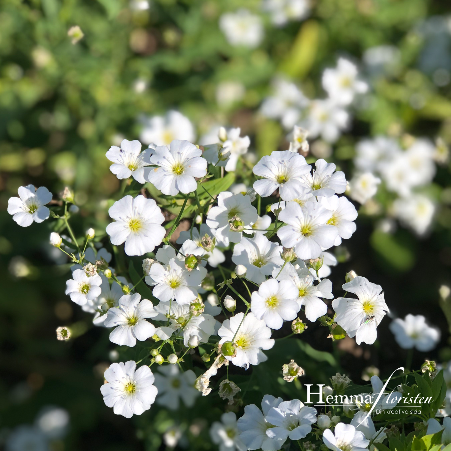 Brudslöja - Sommar - Rijnsburg glory