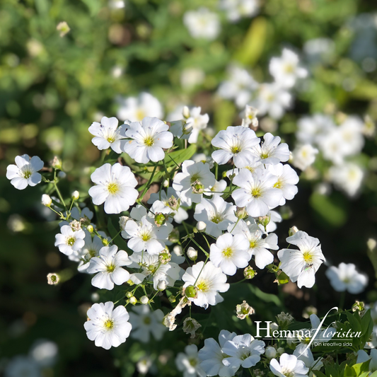 Brudslöja - Sommar - Rijnsburg glory