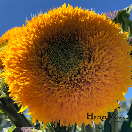 Solros dubbel - Orange Sun