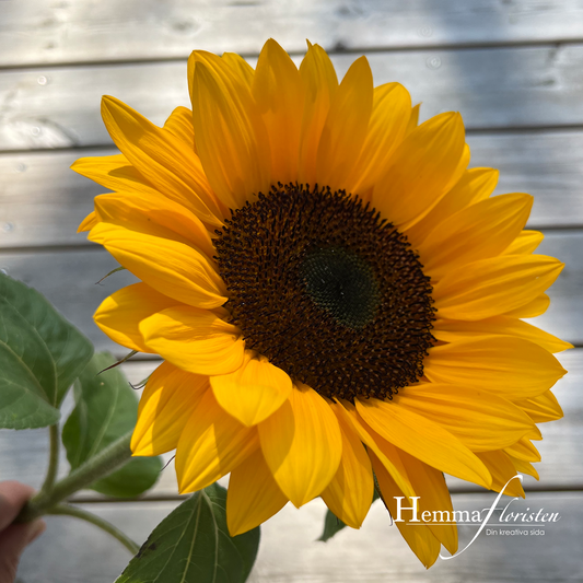 Solros - Summer Provence