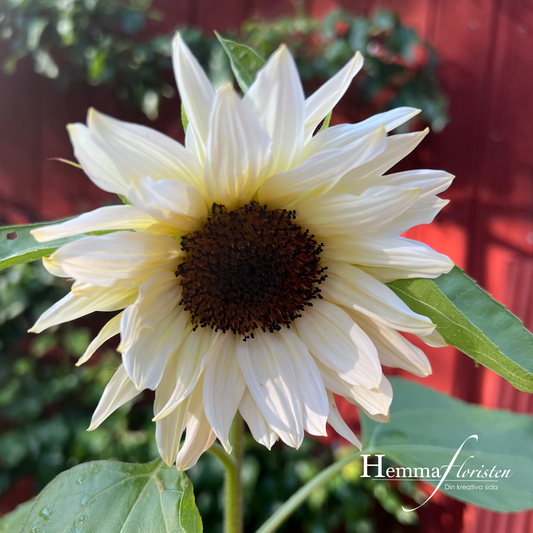 Solros - f1 Pro Cute White Nite