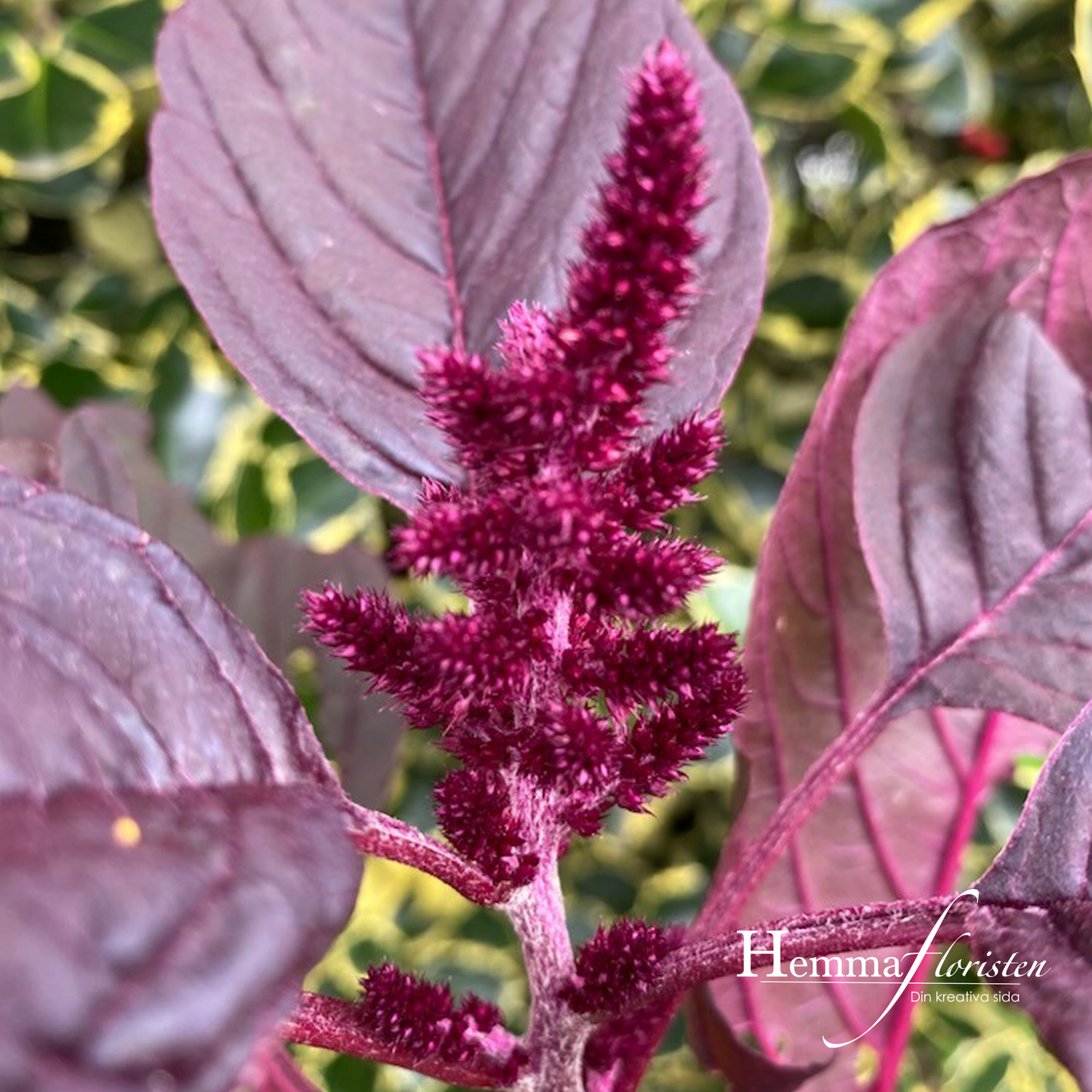 Amaranthus Röd