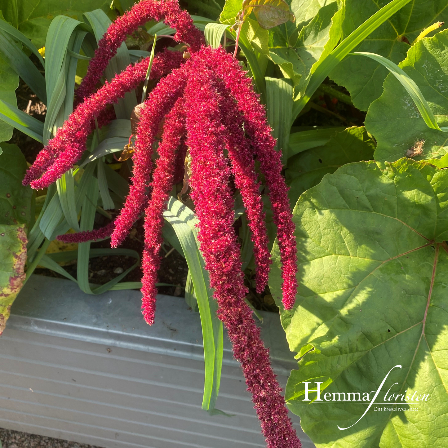 Amaranthus rødt hængende