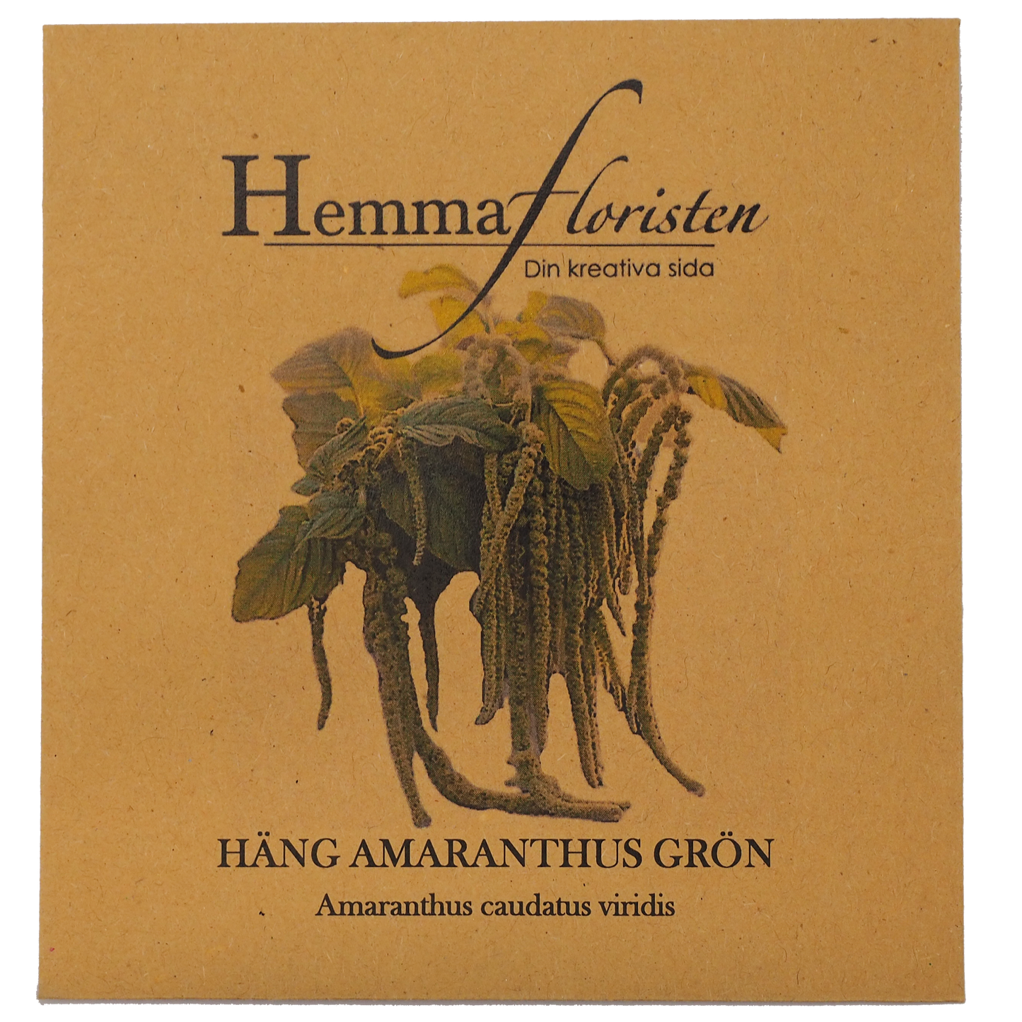 Amaranthus - Grön hängande