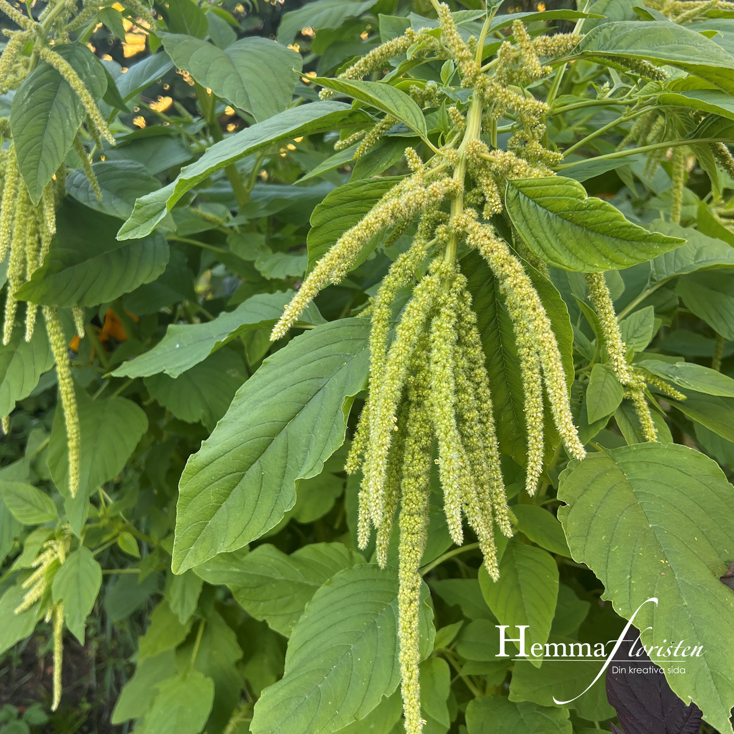Amaranthus - Grön hängande