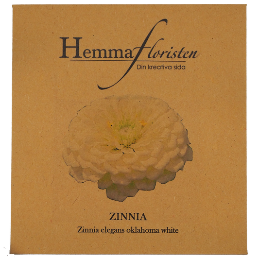 Zinnia - Oklahoma White