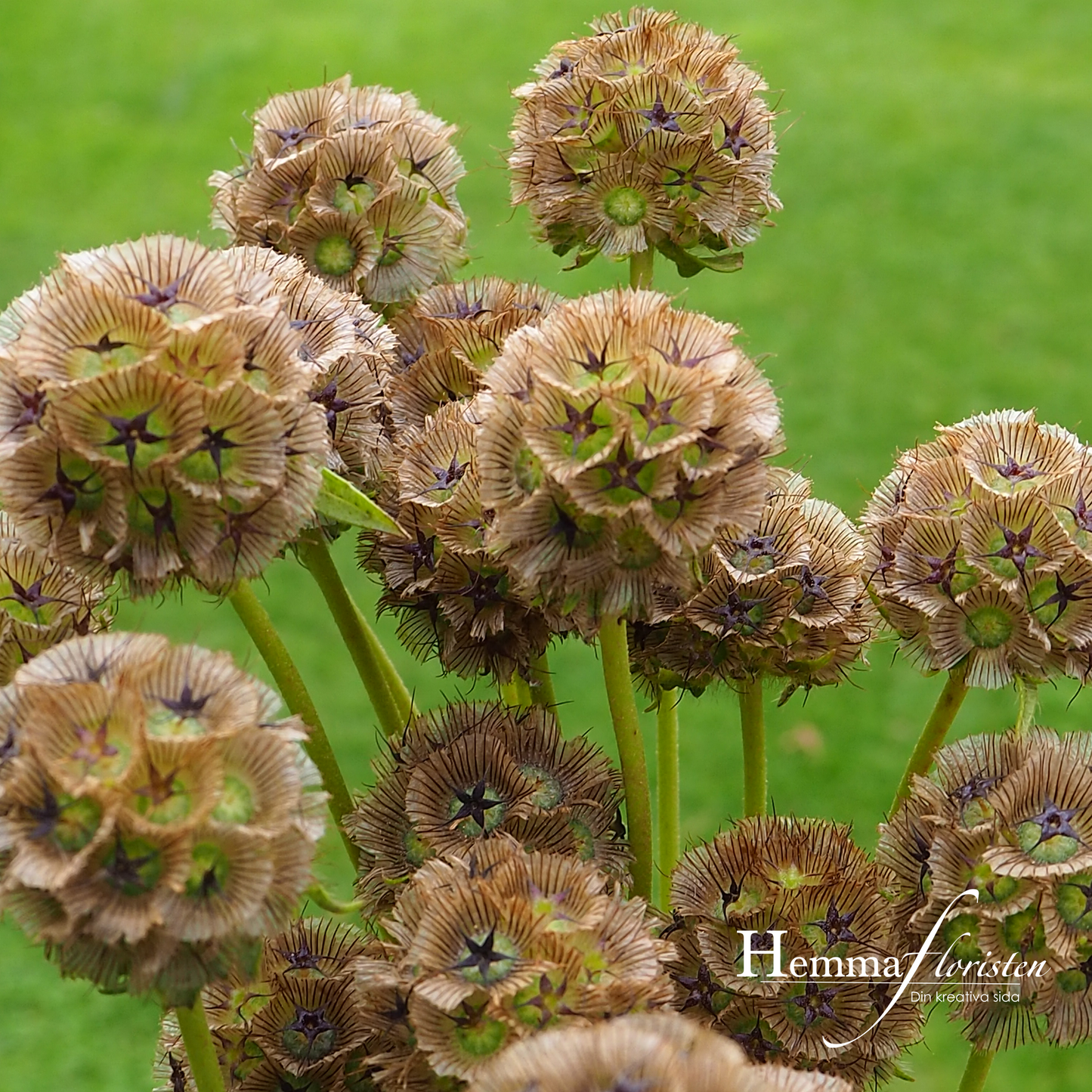 Stjärnvädd - Paper moon