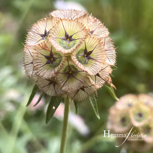 Vædderen - Papirmåne