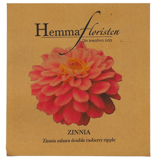 Zinnia - Double Raspberry Ripple