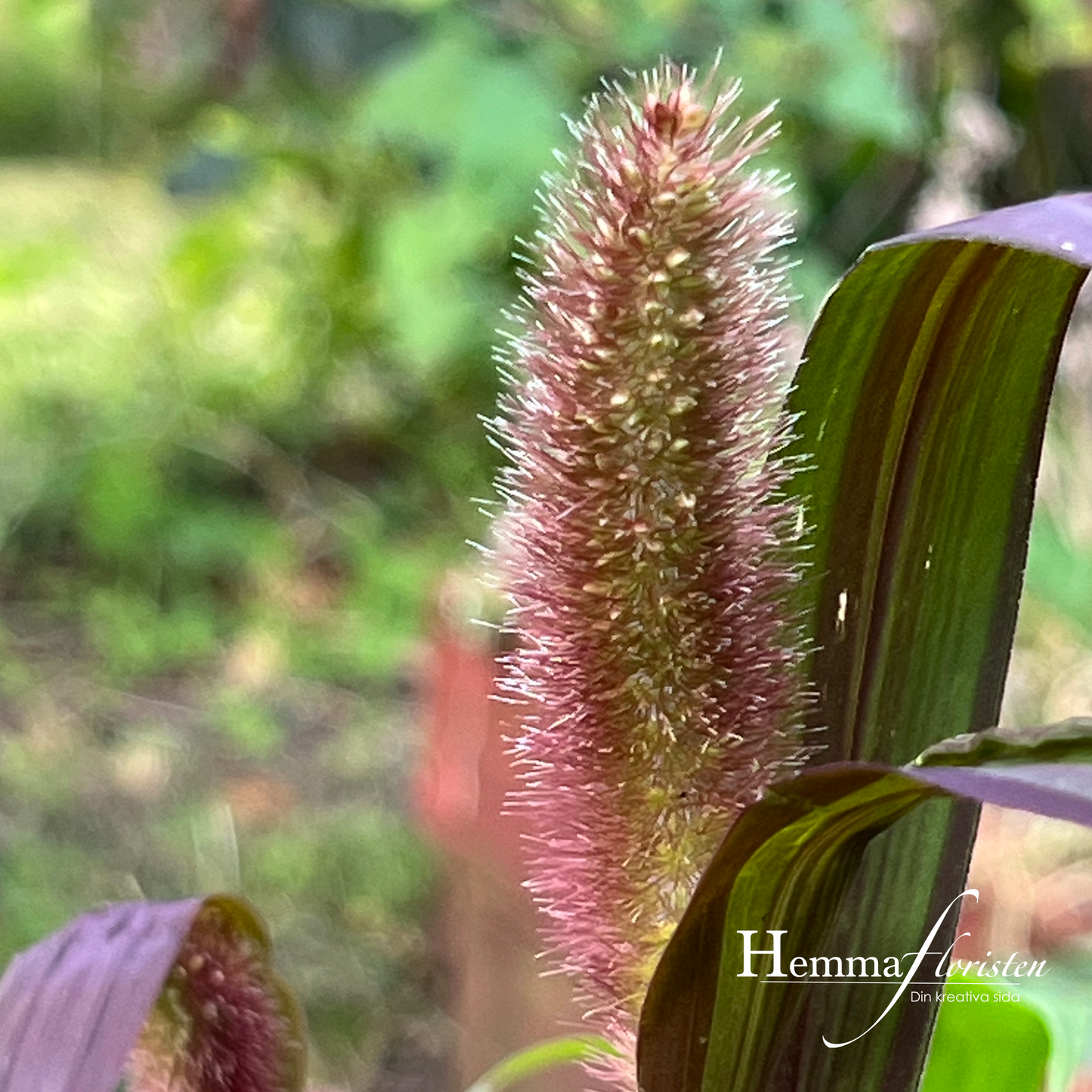 Cob hirse 'Red Jewel'