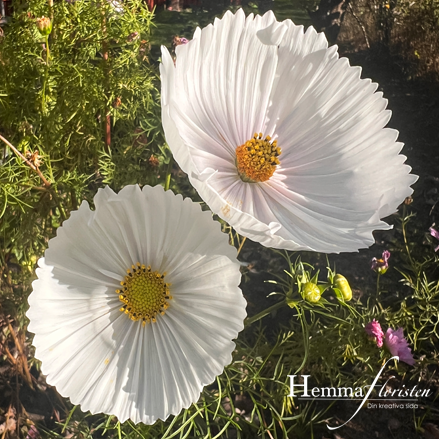 Rosenskära Cupcakes Blush