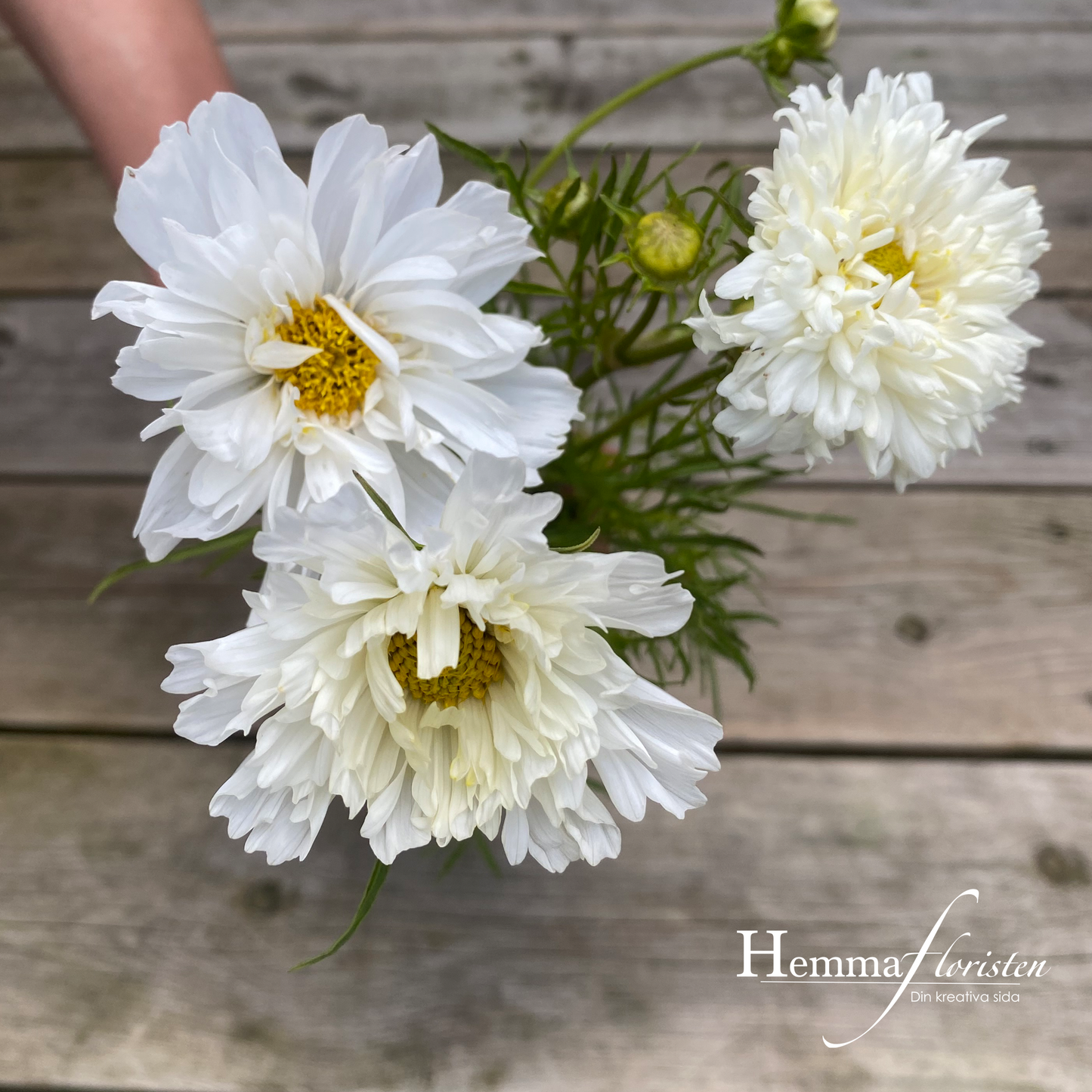 Rose skåret Double Click Snowpuff