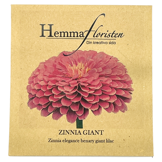 Zinnia Giant - Benary kæmpe lilla