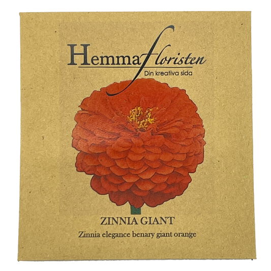 Zinnia Giant - Benary Giant Orange