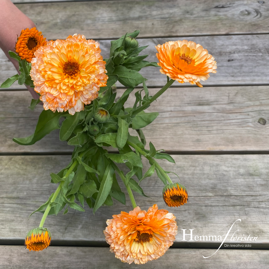 Ringblomma Orange Flash