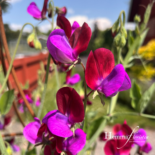 Luktärt Grandiflora Matucana