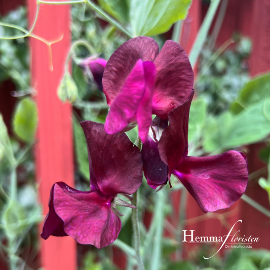 Luktärt - Sunshine Burgundy