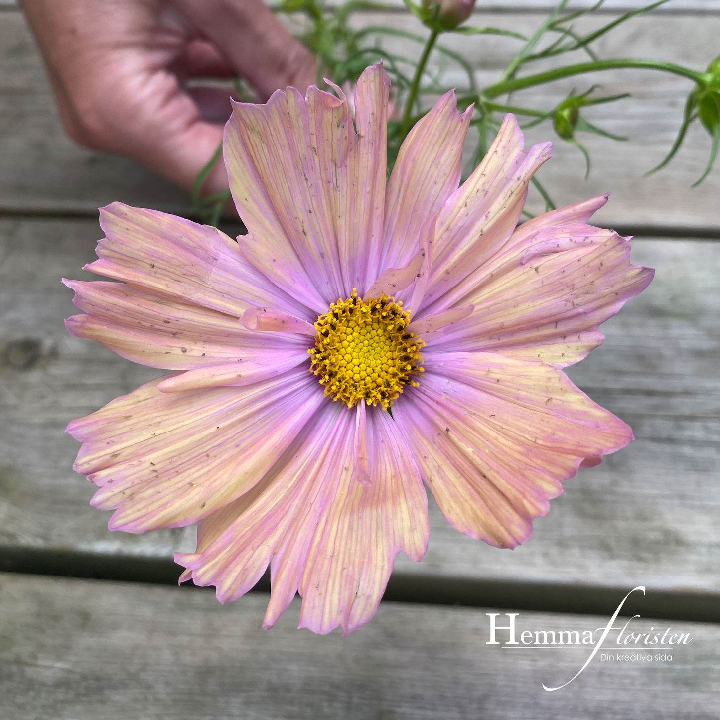 Rosenskära Apricotta