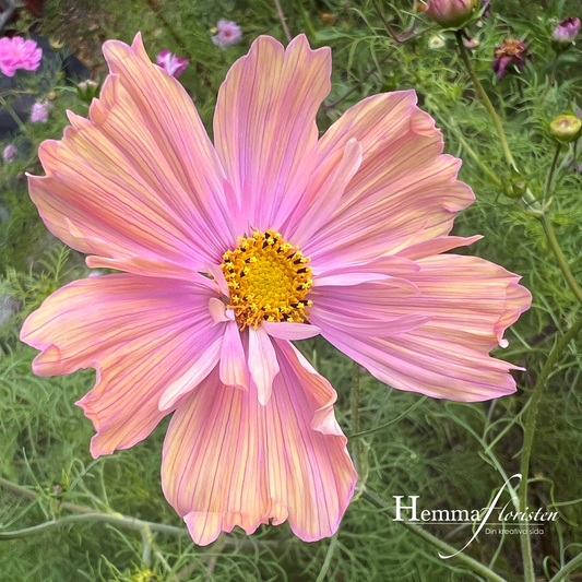 Rosenskära Apricotta