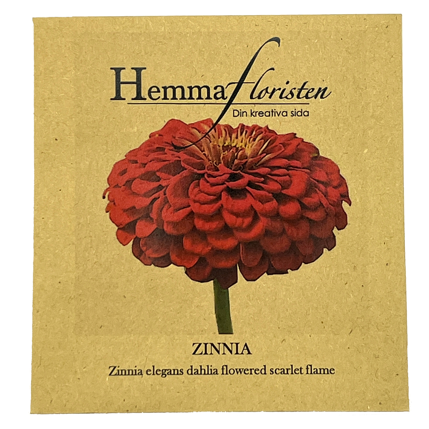 Zinnia Dalia-flowred Scarlet Flame
