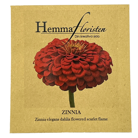 Zinnia Dahlia-blomstret Scarlet Flame
