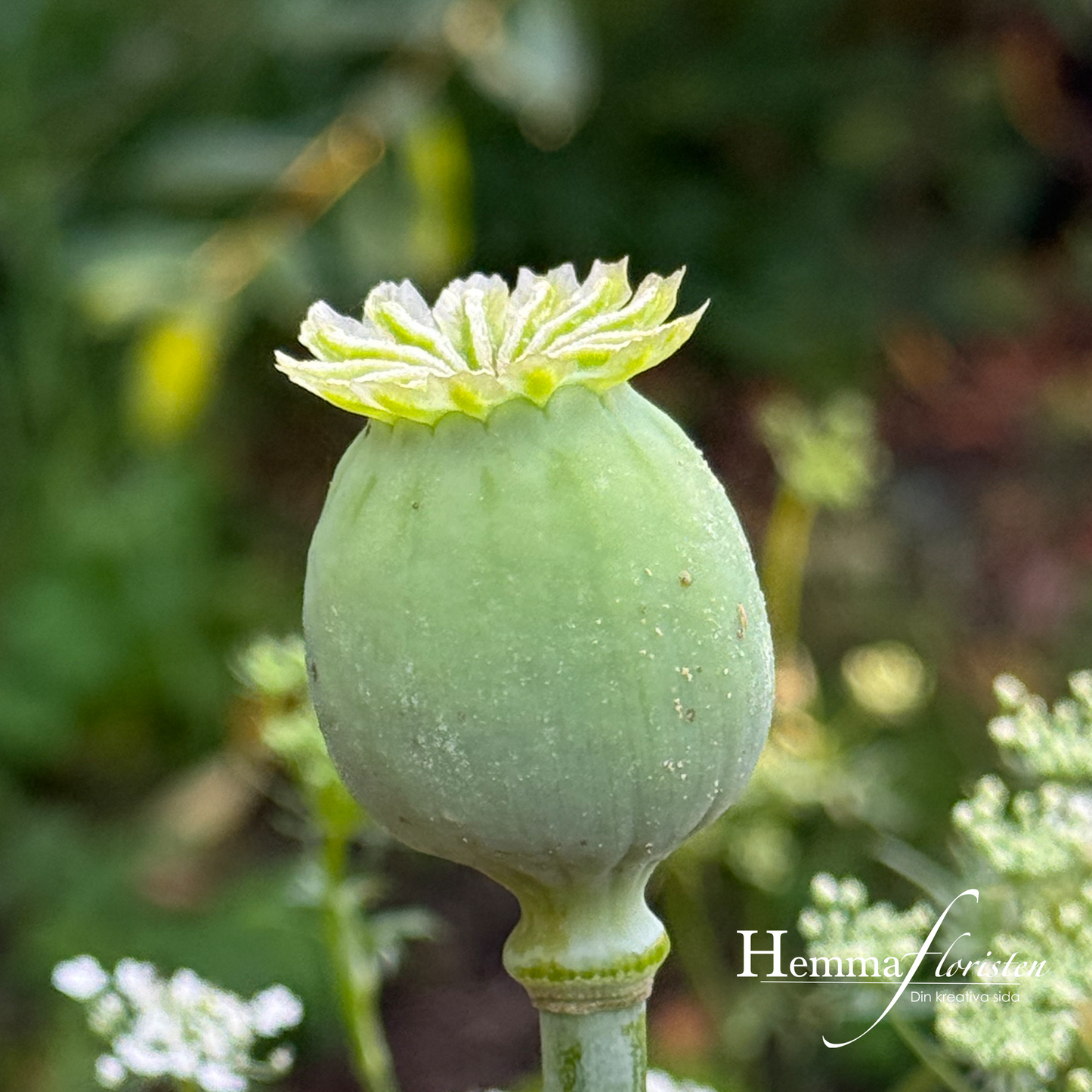 Papaver Bowling ball