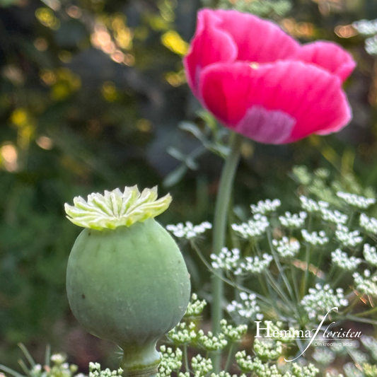 Papaver Bowling ball