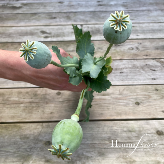 Papaver Bowling ball