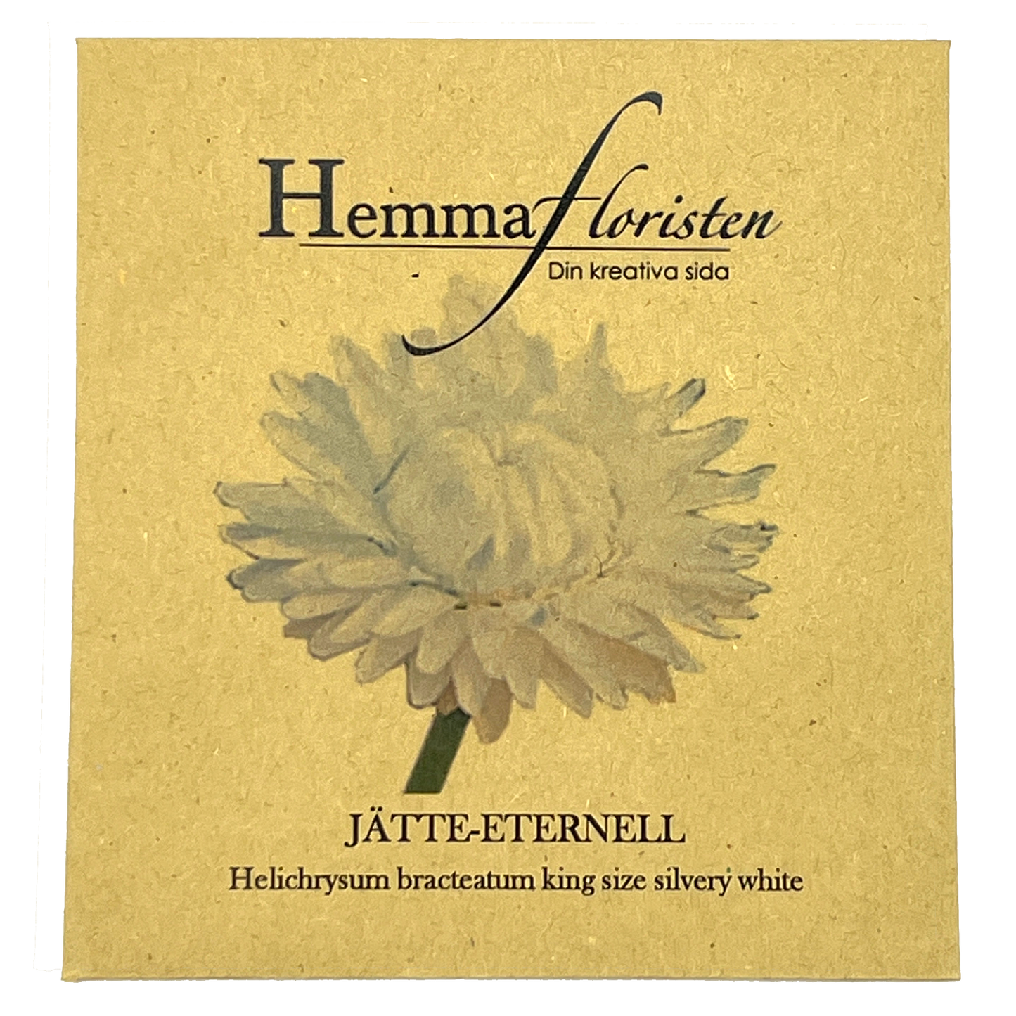 Jätte-eternell Silvery White