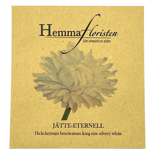 Jätte-eternell Silvery White