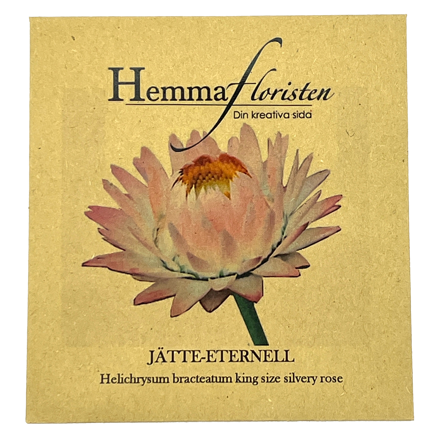 Jätte-eternell Silvery Rose