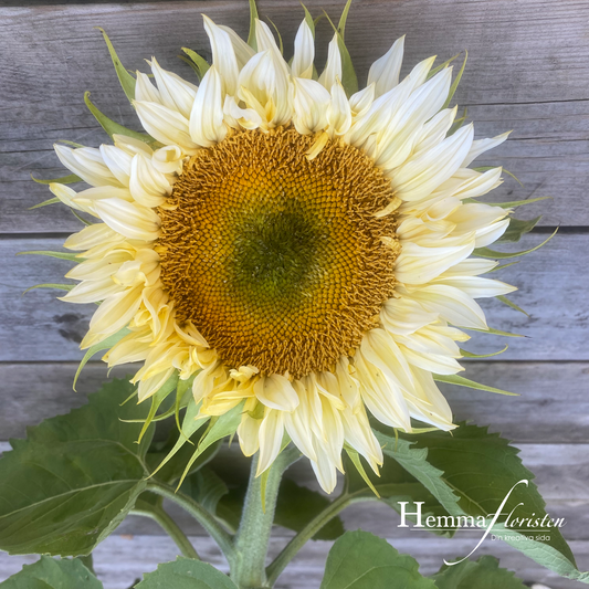 Solros F1 Pro Cut White Lite