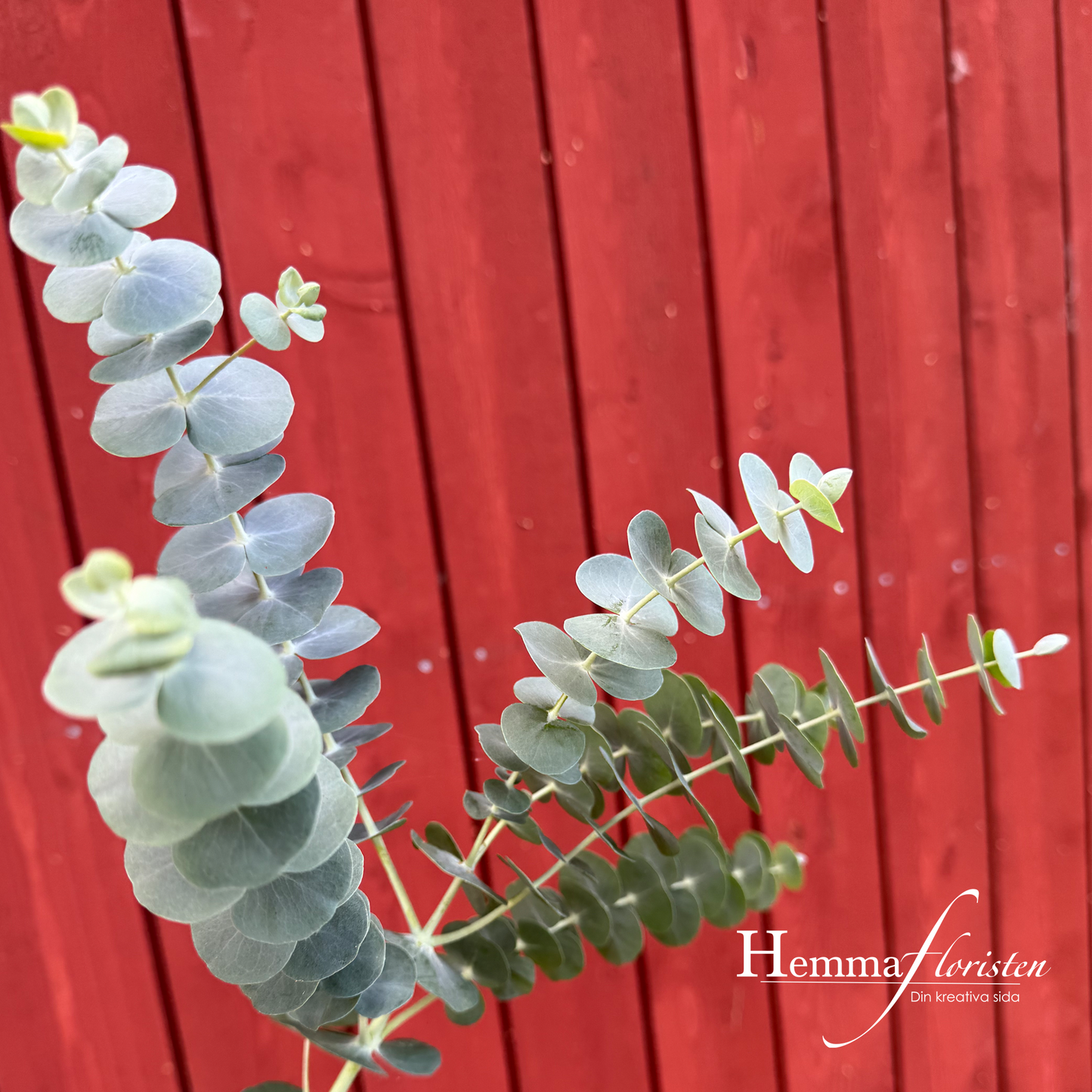 Eucalyptus Baby blue bouquet