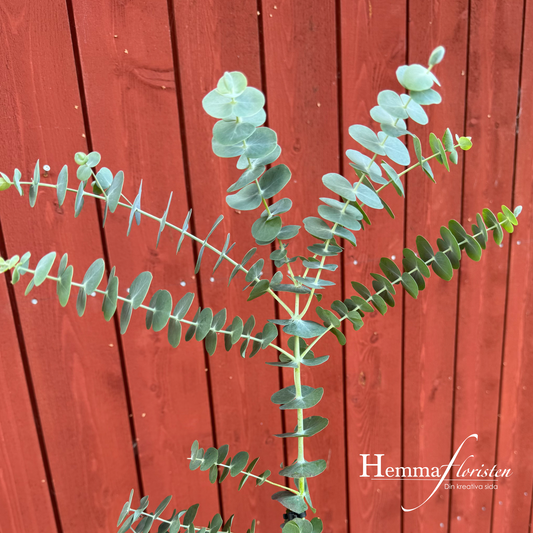 Eucalyptus Baby blue bouquet