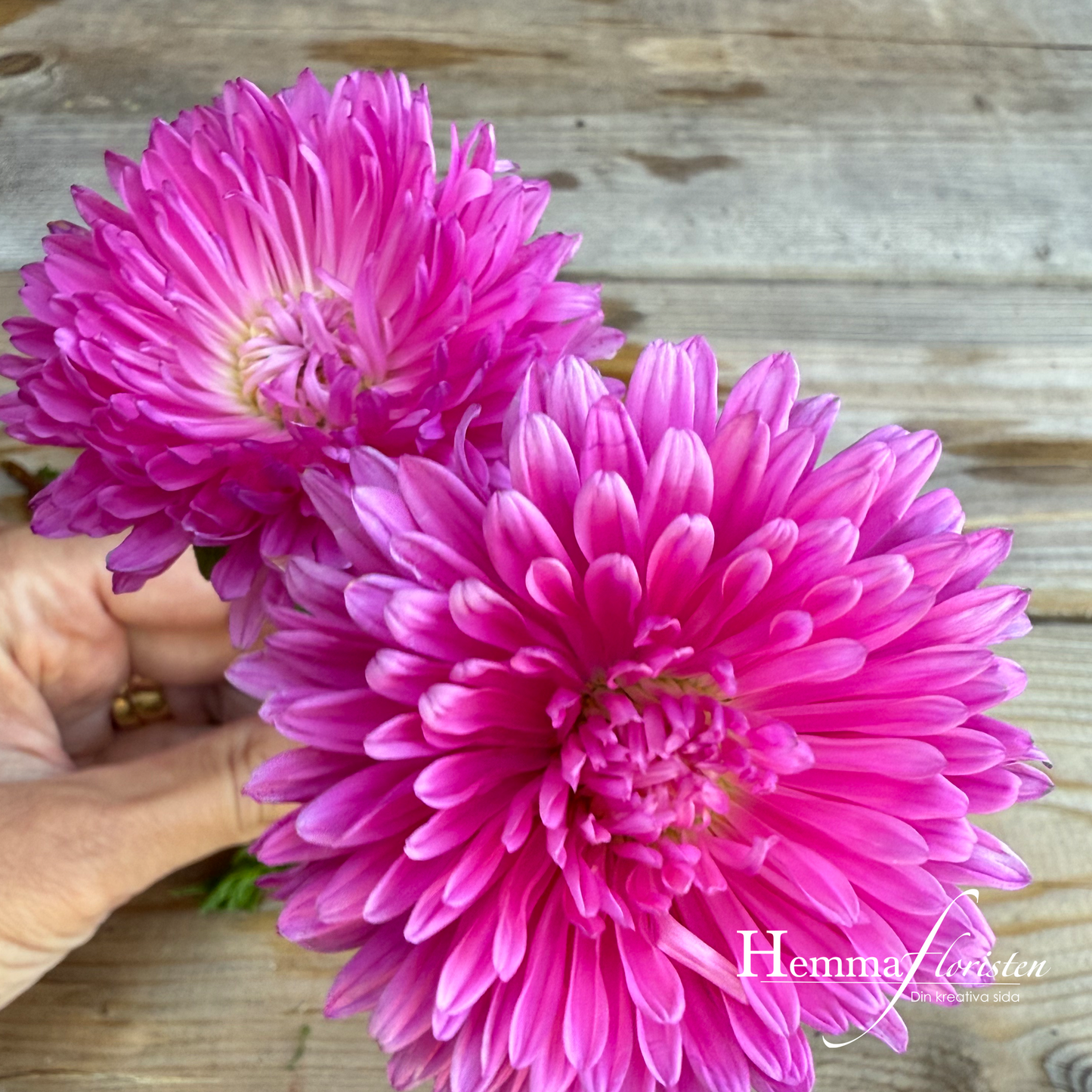 Aster - Callistephus chinensis standy red