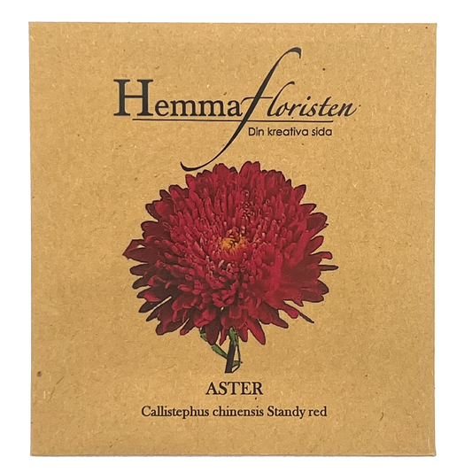 Sommeraster - Callistephus chinensis standy red