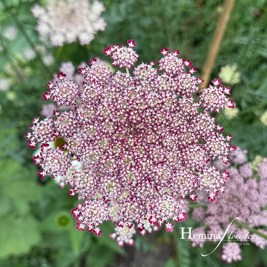 Blomstermorot - Daucus carota dara