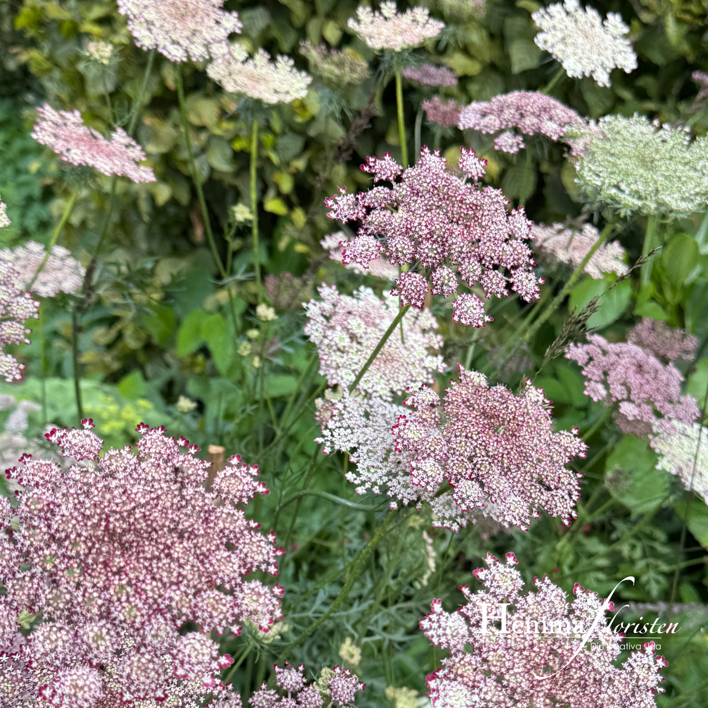 Blomstermorot – Daucus carota dara