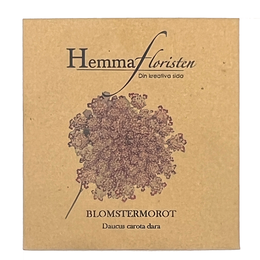Blomstermorot – Daucus carota dara